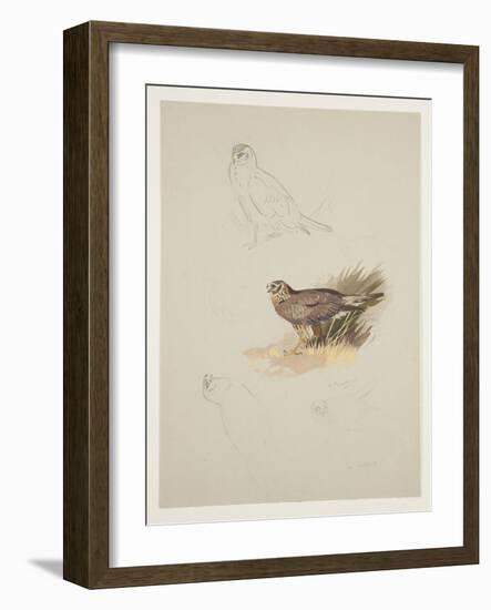 Harrier, C.1915 (W/C & Bodycolour over Pencil on Paper)-Archibald Thorburn-Framed Giclee Print