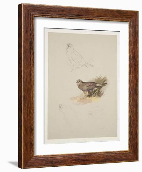 Harrier, C.1915 (W/C & Bodycolour over Pencil on Paper)-Archibald Thorburn-Framed Giclee Print