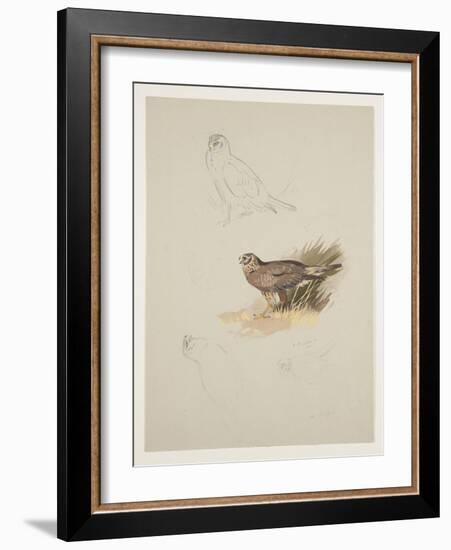 Harrier, C.1915 (W/C & Bodycolour over Pencil on Paper)-Archibald Thorburn-Framed Giclee Print