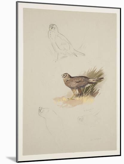 Harrier, C.1915 (W/C & Bodycolour over Pencil on Paper)-Archibald Thorburn-Mounted Giclee Print