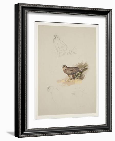 Harrier, C.1915 (W/C & Bodycolour over Pencil on Paper)-Archibald Thorburn-Framed Giclee Print