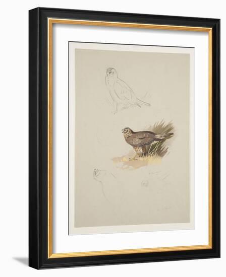 Harrier, C.1915 (W/C & Bodycolour over Pencil on Paper)-Archibald Thorburn-Framed Giclee Print