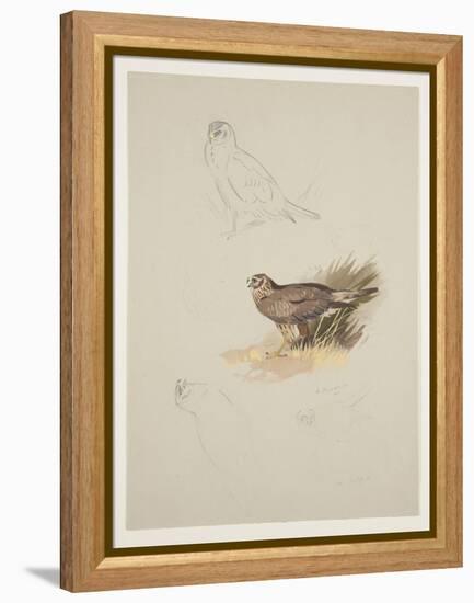 Harrier, C.1915 (W/C & Bodycolour over Pencil on Paper)-Archibald Thorburn-Framed Premier Image Canvas