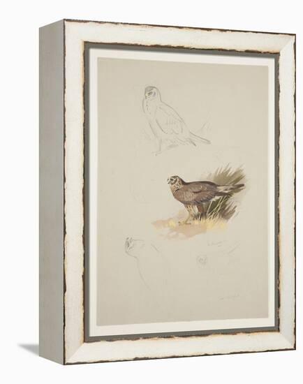 Harrier, C.1915 (W/C & Bodycolour over Pencil on Paper)-Archibald Thorburn-Framed Premier Image Canvas