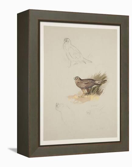 Harrier, C.1915 (W/C & Bodycolour over Pencil on Paper)-Archibald Thorburn-Framed Premier Image Canvas