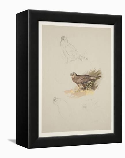 Harrier, C.1915 (W/C & Bodycolour over Pencil on Paper)-Archibald Thorburn-Framed Premier Image Canvas