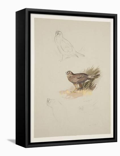 Harrier, C.1915 (W/C & Bodycolour over Pencil on Paper)-Archibald Thorburn-Framed Premier Image Canvas