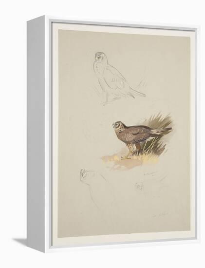 Harrier, C.1915 (W/C & Bodycolour over Pencil on Paper)-Archibald Thorburn-Framed Premier Image Canvas