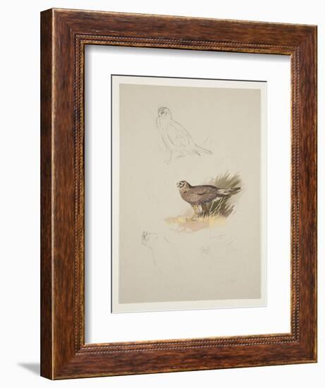 Harrier, C.1915 (W/C & Bodycolour over Pencil on Paper)-Archibald Thorburn-Framed Giclee Print