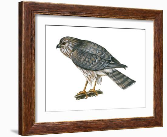 Harrier (Circus Cyaneus), Marsh Hawk, Birds-Encyclopaedia Britannica-Framed Art Print