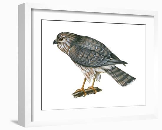 Harrier (Circus Cyaneus), Marsh Hawk, Birds-Encyclopaedia Britannica-Framed Art Print