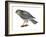 Harrier (Circus Cyaneus), Marsh Hawk, Birds-Encyclopaedia Britannica-Framed Art Print