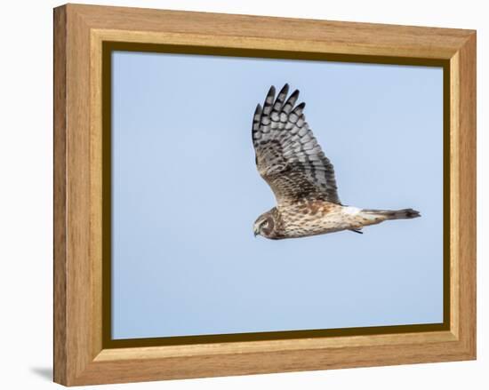 Harrier hawk looking for a meal.-Michael Scheufler-Framed Premier Image Canvas