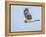 Harrier hawk looking for a meal.-Michael Scheufler-Framed Premier Image Canvas