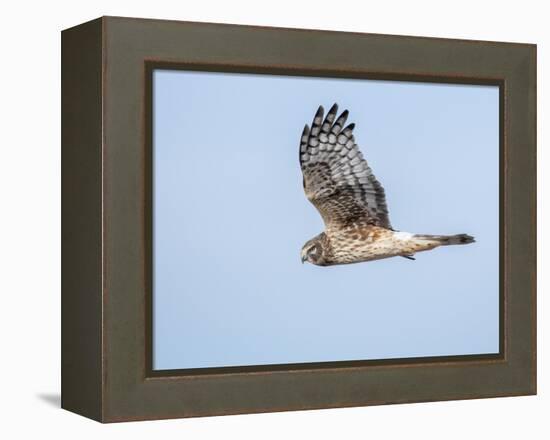 Harrier hawk looking for a meal.-Michael Scheufler-Framed Premier Image Canvas