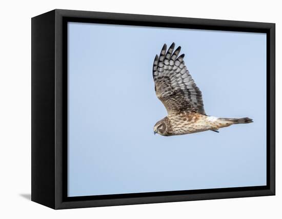 Harrier hawk looking for a meal.-Michael Scheufler-Framed Premier Image Canvas