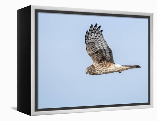 Harrier hawk looking for a meal.-Michael Scheufler-Framed Premier Image Canvas