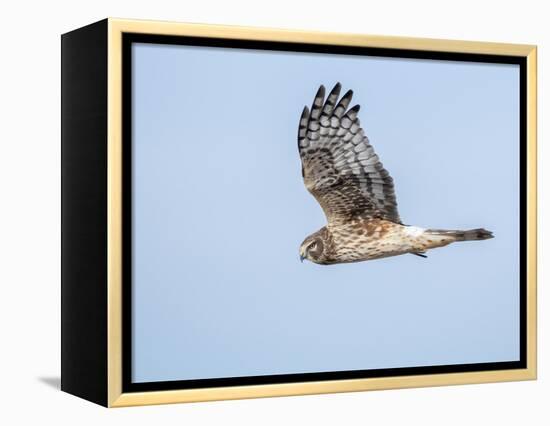 Harrier hawk looking for a meal.-Michael Scheufler-Framed Premier Image Canvas