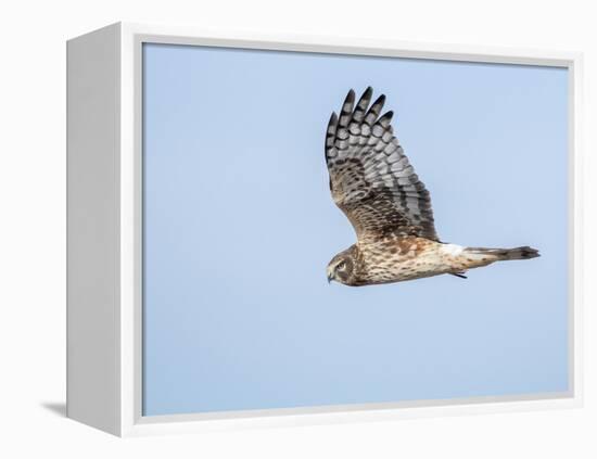 Harrier hawk looking for a meal.-Michael Scheufler-Framed Premier Image Canvas