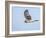 Harrier hawk looking for a meal.-Michael Scheufler-Framed Photographic Print