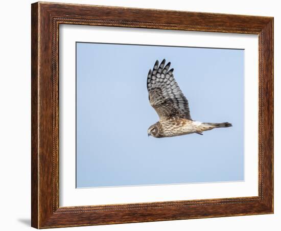 Harrier hawk looking for a meal.-Michael Scheufler-Framed Photographic Print