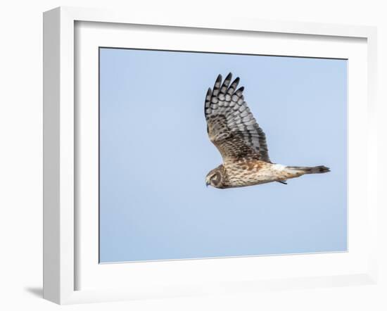 Harrier hawk looking for a meal.-Michael Scheufler-Framed Photographic Print