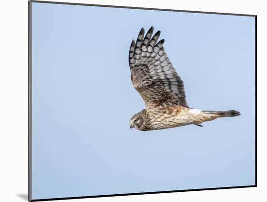 Harrier hawk looking for a meal.-Michael Scheufler-Mounted Photographic Print