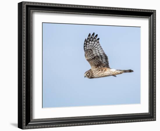 Harrier hawk looking for a meal.-Michael Scheufler-Framed Photographic Print