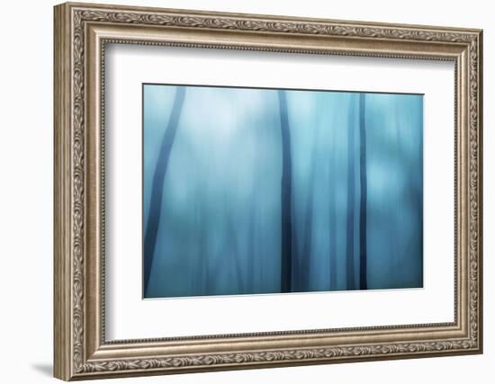 Harriman Woods I-James McLoughlin-Framed Photographic Print