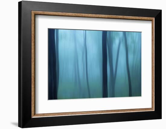 Harriman Woods II-James McLoughlin-Framed Photographic Print