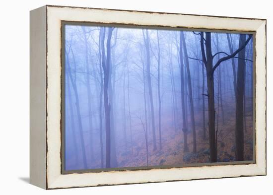 Harriman Woods VI-James McLoughlin-Framed Premier Image Canvas