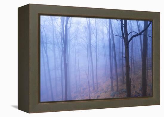 Harriman Woods VI-James McLoughlin-Framed Premier Image Canvas