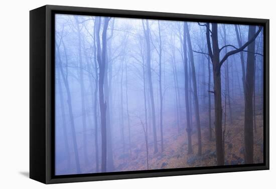 Harriman Woods VI-James McLoughlin-Framed Premier Image Canvas