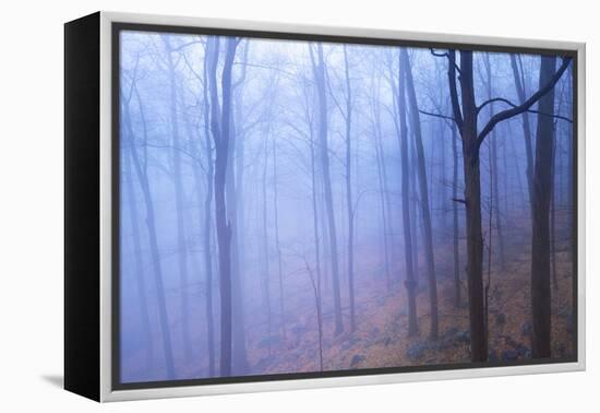 Harriman Woods VI-James McLoughlin-Framed Premier Image Canvas