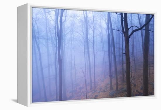 Harriman Woods VI-James McLoughlin-Framed Premier Image Canvas