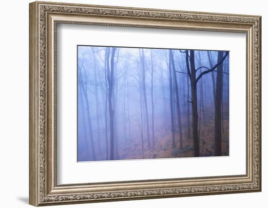 Harriman Woods VI-James McLoughlin-Framed Photographic Print