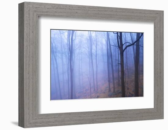 Harriman Woods VI-James McLoughlin-Framed Photographic Print