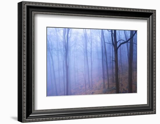 Harriman Woods VI-James McLoughlin-Framed Photographic Print