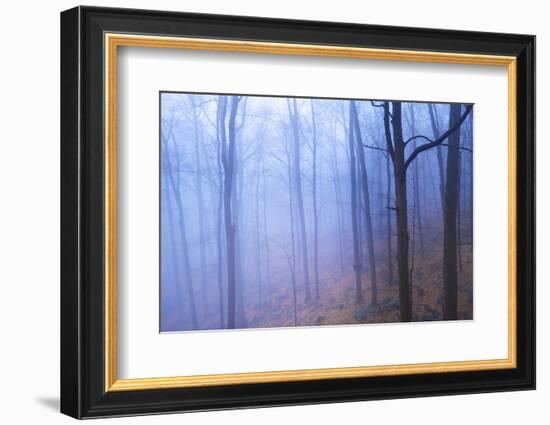 Harriman Woods VI-James McLoughlin-Framed Photographic Print