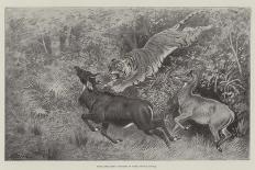 Tiger Attacking Nylghaie in their Native Jungle-Harrington Bird-Giclee Print