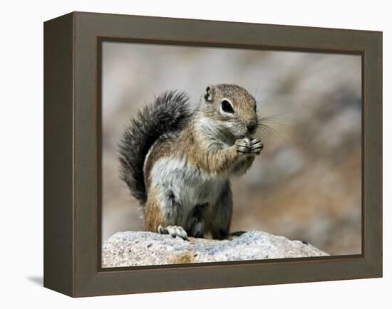 Harris Antelope Squirrel Feeding on Seed. Organ Pipe Cactus National Monument, Arizona, USA-Philippe Clement-Framed Premier Image Canvas