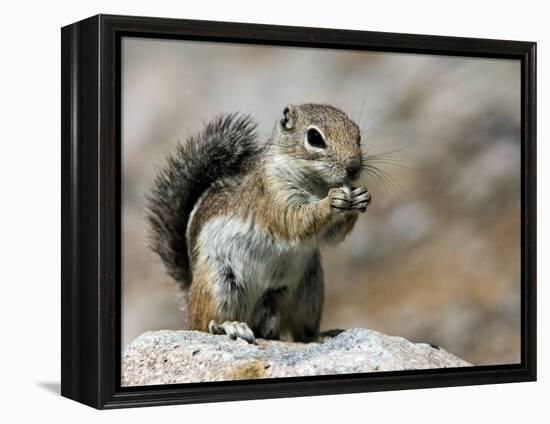 Harris Antelope Squirrel Feeding on Seed. Organ Pipe Cactus National Monument, Arizona, USA-Philippe Clement-Framed Premier Image Canvas