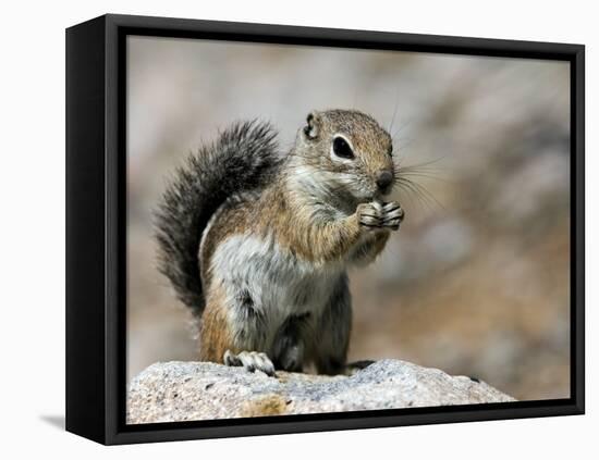 Harris Antelope Squirrel Feeding on Seed. Organ Pipe Cactus National Monument, Arizona, USA-Philippe Clement-Framed Premier Image Canvas