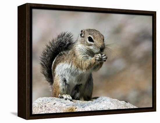 Harris Antelope Squirrel Feeding on Seed. Organ Pipe Cactus National Monument, Arizona, USA-Philippe Clement-Framed Premier Image Canvas