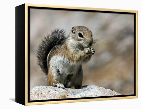 Harris Antelope Squirrel Feeding on Seed. Organ Pipe Cactus National Monument, Arizona, USA-Philippe Clement-Framed Premier Image Canvas