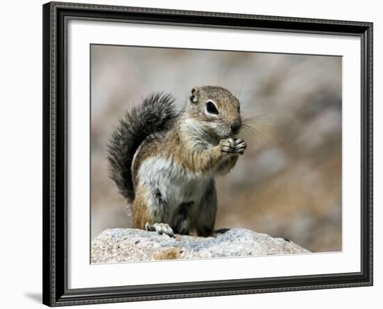 Harris Antelope Squirrel Feeding on Seed. Organ Pipe Cactus National Monument, Arizona, USA-Philippe Clement-Framed Photographic Print