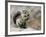 Harris Antelope Squirrel Feeding on Seed. Organ Pipe Cactus National Monument, Arizona, USA-Philippe Clement-Framed Photographic Print