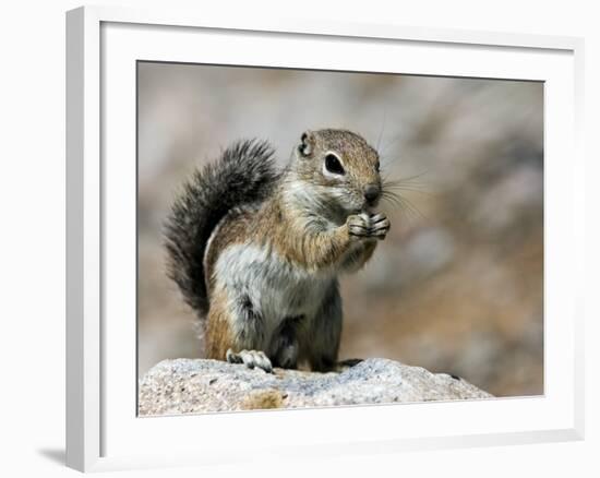 Harris Antelope Squirrel Feeding on Seed. Organ Pipe Cactus National Monument, Arizona, USA-Philippe Clement-Framed Photographic Print