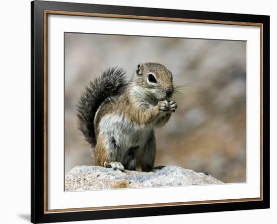 Harris Antelope Squirrel Feeding on Seed. Organ Pipe Cactus National Monument, Arizona, USA-Philippe Clement-Framed Photographic Print