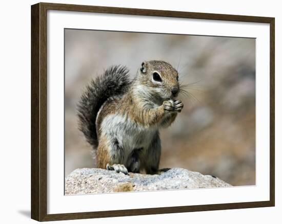 Harris Antelope Squirrel Feeding on Seed. Organ Pipe Cactus National Monument, Arizona, USA-Philippe Clement-Framed Photographic Print